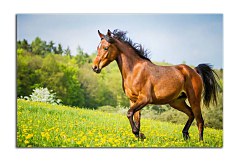 Obraz na stenu ZS - bez pomeru strán